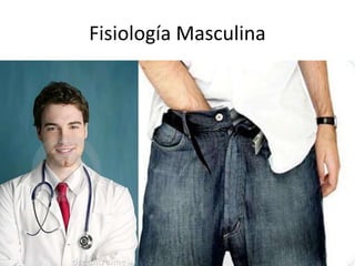 Fisiología Masculina
 