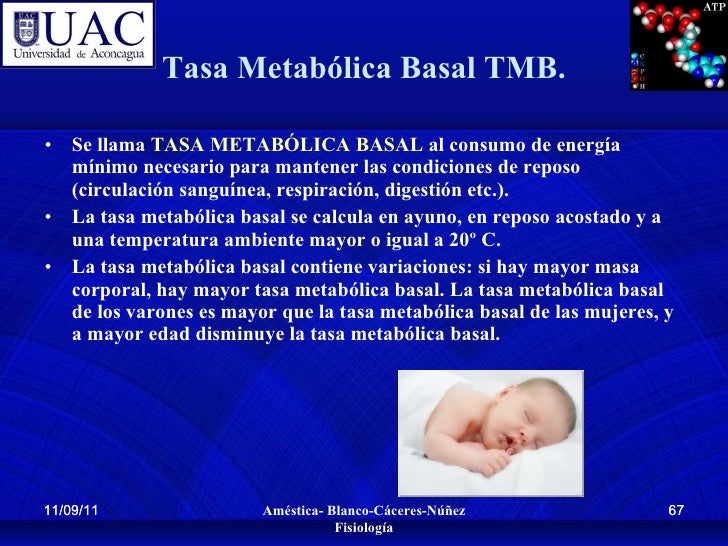 Tipos de metabolismo Mentalidad