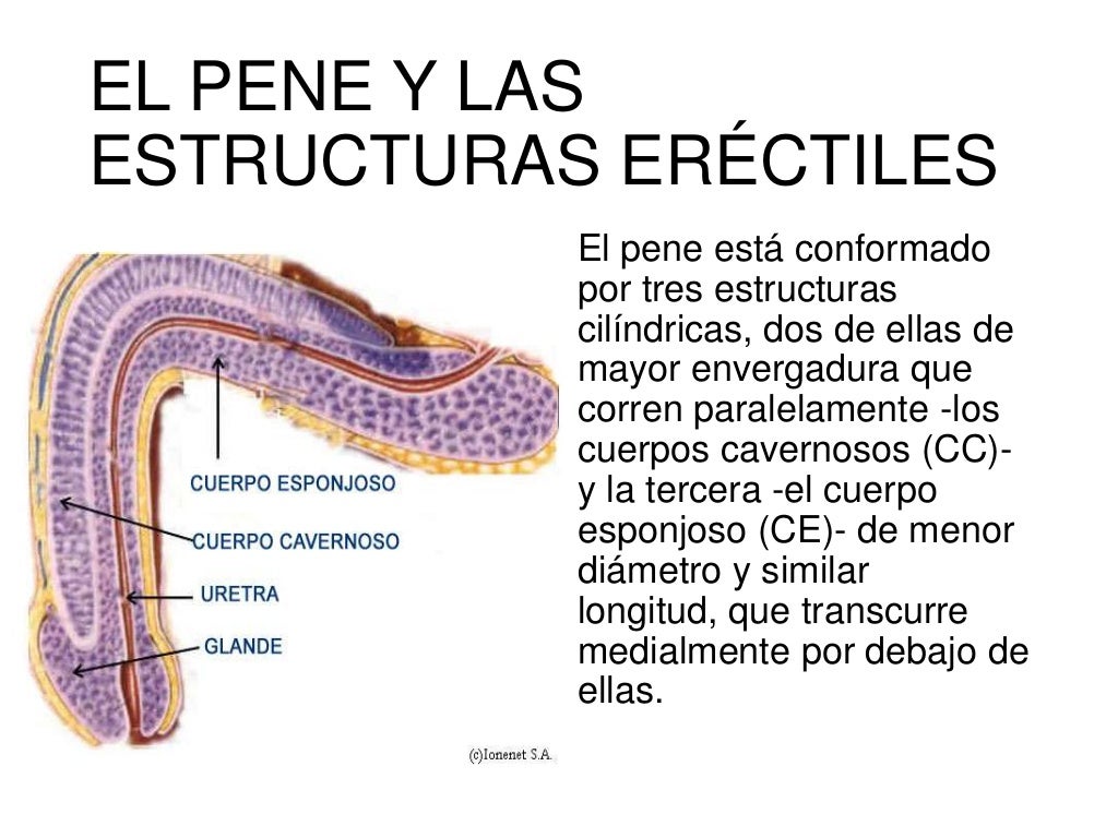 Aparato Reproductor Masculino