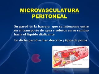 MICROVASCULATURA PERITONEAL     Su pared es la barrera  que se interpone entre en el transporte de agua y solutos en su camino hacia el liquido dializante.En dicha pared se han descrito 3 tipos de poros.