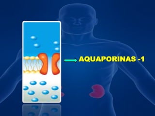 AQUAPORINAS -1                                                                                 
