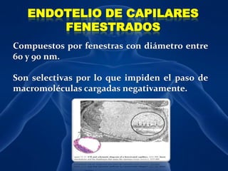 ENDOTELIO DE CAPILARES FENESTRADOSCompuestos por fenestras con diámetro entre 60 y 90 nm.Son selectivas por lo que impiden el paso de macromoléculas cargadas negativamente.