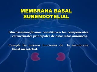 MEMBRANA BASAL SUBENDOTELIALGlucosaminoglicanos constituyen los componentes estructurales principales de estos sitos aniónicos.Cumple las mismas funciones de  la membrana basal mesotelial.