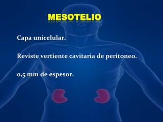 MESOTELIOCapa unicelular. Reviste vertiente cavitaria de peritoneo.0,5 mm de espesor.