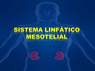 SISTEMA LINFÁTICO MESOTELIAL