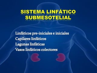 SISTEMA LINFÁTICO SUBMESOTELIALLinfáticos pre-iniciales e inicialesCapilares linfáticosLagunas linfáticasVasos linfáticos colectores