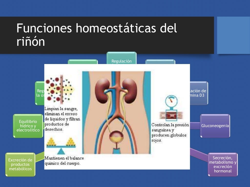 Fisiología renal Guyton Cap 2529