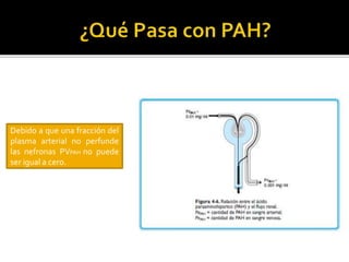 Debido a que una fracción del
plasma arterial no perfunde
las nefronas PVPAH no puede
ser igual a cero.
 
