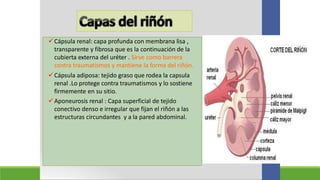 FISIOLOGÍA RENAL.pptx