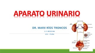 DR. MARX RÍOS TRONCOS
E.P. MEDICINA
UCV - PIURA
APARATO URINARIO
 