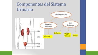 Componentes
Urinario
del Sistema
Sistema Urinario
Vías
Urinarias
Órganos
Secretores
Uréteres Vejiga
Urinaria Uretra
Riñones
 
