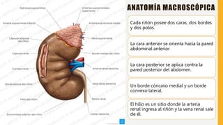 FISIOLOGÍA RENAL.pptx