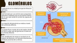 Glomerulo Riñon FISIOLOGÍA RENAL.pptx