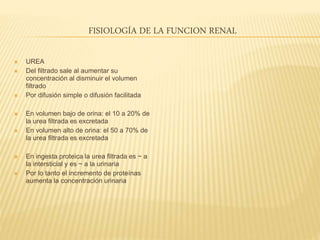 FISIOLOGÍA DE LA FUNCION RENAL
 UREA
 Del filtrado sale al aumentar su
concentración al disminuir el volumen
filtrado
 Por difusión simple o difusión facilitada
 En volumen bajo de orina: el 10 a 20% de
la urea filtrada es excretada
 En volumen alto de orina: el 50 a 70% de
la urea filtrada es excretada
 En ingesta proteica la urea filtrada es ~ a
la intersticial y es ~ a la urinaria
 Por lo tanto el incremento de proteínas
aumenta la concentración urinaria
 