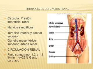 FISIOLOGÍA DE LA FUNCION RENAL
 Capsula. Presión
intersticial renal
 Nervios simpáticos:
 Torácico inferior y lumbar
superior
 Ganglio mesentérico
superior: arteria renal
 CIRCULACION RENAL
 Flujo sanguíneo: 1.2 a 1.3
lt/min </~25% Gasto
cardiaco
 