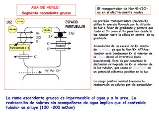 ASA DE HENLE:                                  El transportador de Na+/K+/2Cl-
                Segmento ascendente grueso                          es en sí eléctricamente neutro

                                                                  La proteína transportadora (Na/2Cl/K)
LUZ        + 10 mV
                                                    ESPACIO
                                                                  utiliza la energía liberada por la difusión
                                                    PERITUBULAR   de Na+ a favor de gradiente y permite que
 140 mEq                          12 mEq
                              +                         +         tanto el Cl– como el K+ penetren desde la
                          Na                +
                                                     3 Na         luz tubular hasta la célula en contra de su
                          2 Cl-        2K                         gradiente
                          K+           +
                                     K
                                                                  Acumulación de un exceso de K+ dentro
  Furosemida (-)                     Cl-                          de la célula, ya que la Na+/K+ ATPAsa
                                                                  también está bombeando K+ al interior de
                      K
                          +
                                     K+                           la célula desde el intersticio (lado
                                     Cl
                                        -                         basolateral). Esto da por resultado la
                                                                  disfunción retrógrada de K+ al interior de
                                                                  la luz tubular, que causa el desarrollo de
                                   Na++ Mg2+ Ca2+                 un potencial eléctrico positivo en la luz
                                   Na

                                                                  La carga positiva luminal favorece la
                                                                  reabsorción de solutos por vía paracelular



La rama ascendente gruesa es impermeable al agua y a la urea. La
reabsorción de solutos sin acompañarse de agua implica que el contenido
tubular se diluye (100 -200 mOsm)
 
