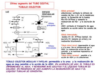 Último segmento del TUBO DISTAL
                           TUBULO COLECTOR
                                                                                           Célula principal:
   LUZ                                                                ESPACIO              aldosterona: estimula la síntesis de
                                                                      PERITUBULAR          canales de Na+ y K+ en la membrana
                                  +                                   Aldosterona          apical, la formación de la bomba
                             Na
                             Cl-                                                           Na+/K+/ATPasa y aumenta la
         Cl-                                                             3 Na
                                                                             +             reabsorción de Na+ y la secreción de
         K
           +
                                                 2K  +                         Células     K+
                                                                             principales   ADH: estimula el transporte de agua
                                   +
                               K                                      ADH                  mediante su acción sobre los canales de
                                                                                           agua
                    AQP2                 H2O                 AQP3/4
                                                                                           Célula intercalada:
                                                                                            bomba H+-K+ ATPasa luminal. Se
                              K
                               +
                                                    Cl
                                                         -
                                                                                           secreta H+ (amonio en orina) y se
                                                                                           reabsorbe bicarbonato ..
HCO3- + H+                             H+ + HCO3-                           HCO3-
    ↕                                      ↕                                   Células     Túbulo distal inicial: impermeable al agua
  H2CO3                                  H2CO3                              intercaladas   y a la urea. No es influenciado por la
    ↓          AC                          ↑          AC                                   ADH. La reabsorción activa de Na+
H2O + CO2                              CO2 + H2O                                           continúa y se mantiene hiposmótico el
                                                                         3 Na+             fluido tubular
        NH3                                                                                Túbulo distal terminal : sensible a la
                                                 2 K+
                                                                                           acción de ADH y a la aldosterona

   TÚBULO COLECTOR MEDULAR Y PAPILAR: permeable a la urea y la reabsorción de
   agua es muy sensible a la acción de la ADH. EN AUSENCIA DE ADH, EL TÚBULO ES
   IMPERMEABLE AL AGUA, Y REABSORBE MÁS SOLUTOS Y EL LÍQUIDO TUBULAR ES
   DILUÍDO. EN PRESENCIA DE ADH AUMENTA LA REABSORCIÓN DE AGUA Y EL
   LIQUIDO TUBULAR SE CONCENTRA.
 