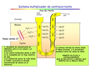 Vasos rectos ¿?



 1. Gradiente de concentración de         La continua entrada de solutos desde
 200mOsm entre la luz tubular y el        el túbulo proximal, y la proximidad
 intersticio                              anatómica entre las ramas de Henle
 2.Los solutos bombeados desde el AGH
 no se acompañan por un flujo osmótico           PERMITE UN FLUJO A
 de agua                                          CONTRACORRIENTE
 2.La reabsorción pasiva de sodio desde    QUE SE MULTIPLICA A MEDIDA QUE
 el AADH, acrecienta la elevada              PENETRA EN LA MÉDULA RENAL
 concentración de solutos en el
 intersticio
 