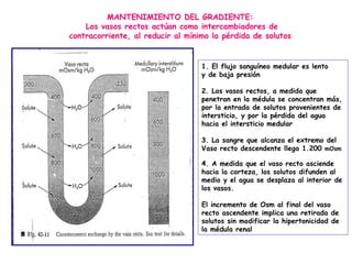 MANTENIMIENTO DEL GRADIENTE:
    Los vasos rectos actúan como intercambiadores de
contracorriente, al reducir al mínimo la pérdida de solutos


                                   1. El flujo sanguíneo medular es lento
                                   y de baja presión

                                   2. Los vasos rectos, a medida que
                                   penetran en la médula se concentran más,
                                   por la entrada de solutos provenientes de
                                   intersticio, y por la pérdida del agua
                                   hacia el intersticio medular

                                   3. La sangre que alcanza el extremo del
                                   Vaso recto descendente llega 1.200 mOsm

                                   4. A medida que el vaso recto asciende
                                   hacia la corteza, los solutos difunden al
                                   medio y el agua se desplaza al interior de
                                   los vasos.

                                   El incremento de Osm al final del vaso
                                   recto ascendente implica una retirada de
                                   solutos sin modificar la hipertonicidad de
                                   la médula renal
 