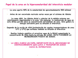 Papel de la urea en la hiperosmolaridad del intersticio medular

     •       La urea aporta 40% de la osmolaridad de aproximadamente 500 mOsmol

     •       Antes de ser excretada recircula varias veces por el sistema de túbulos

      • La rama AGH, los túbulos distal y colector de la médula externa son
     relativamente impermeables a la urea. Sin embargo, la reabsorción de agua en
     esta última porción eleva la concentración intratubular de urea. Esto genera la
                    energía suficiente para su difusión al intersticio.

•   Depende de la acción de ADH.(estimulación de canales transportadores de urea
             UT1 y UT2) que estimula también su difusión al intersticio

         •    Realiza trabajo osmótico al arrastrar agua de la RDAH aumentando la
             concentración de ClNa hasta la entrada del AADH. ESTO FAVORECE LA
                              REABSORCIÓN PASIVA DE SODIO.


         •    LA UREA CUMPLE UN PAPEL IMPORTANTE EN EL MECANISMO DE
                 CONTRACORRIENTE QUE LLEVA A TRANSPORTAR SODIO
                            • HACIA EL INTERSTICIO.



                                            •
 