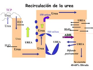 Recirculación de la urea
 TCP
Urea                  150 mOsm Urea

                                                 UREA
        H2O
Urea
                     Urea 500 mOsm    H2O
                                      ADH
       Urea
              UREA             UREA
                                                UREA
H2O
       Urea          Urea
                                       Difunde
                                      pasivamente


                                               Se excreta
                                            40-60% filtrada
 