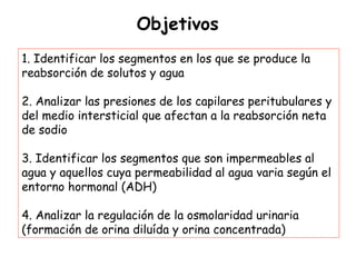 Objetivos
1. Identificar los segmentos en los que se produce la
reabsorción de solutos y agua

2. Analizar las presiones de los capilares peritubulares y
del medio intersticial que afectan a la reabsorción neta
de sodio

3. Identificar los segmentos que son impermeables al
agua y aquellos cuya permeabilidad al agua varia según el
entorno hormonal (ADH)

4. Analizar la regulación de la osmolaridad urinaria
(formación de orina diluída y orina concentrada)
 