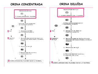 ORINA CONCENTRADA   ORINA DILUÍDA
 