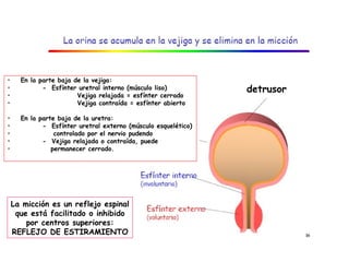 •     En la parte baja de la vejiga:
•            - Esfínter uretral interno (músculo liso)          detrusor
•                       Vejiga relajada = esfínter cerrado
•                       Vejiga contraída = esfínter abierto

•     En la parte baja de la uretra:
•            - Esfínter uretral externo (músculo esquelético)
•                controlado por el nervio pudendo
•            - Vejiga relajada o contraída, puede
•               permanecer cerrado.




    La micción es un reflejo espinal
     que está facilitado o inhibido
        por centros superiores:
    REFLEJO DE ESTIRAMIENTO
 