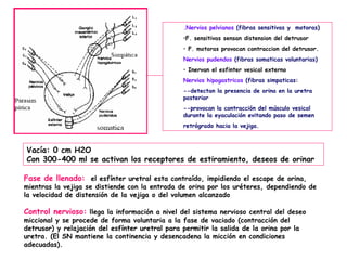 .Nervios pelvianos (fibras sensitivas y motoras)
                                                 •F. sensitivas sensan distension del detrusor
                                                 • F. motoras provocan contraccion del detrusor.
                                                 Nervios pudendos (fibras somaticas voluntarias)
                                                 • Inervan el esfinter vesical externo
                                                 Nervios hipogastricos (fibras simpaticas:
                                                 --detectan la presencia de orina en la uretra
                                                 posterior
                                                 --provocan la contracción del músculo vesical
                                                 durante la eyaculación evitando paso de semen
                                                 retrógrado hacia la vejiga.



Vacía: 0 cm H2O
Con 300-400 ml se activan los receptores de estiramiento, deseos de orinar

Fase de llenado: el esfínter uretral esta contraído, impidiendo el escape de orina,
mientras la vejiga se distiende con la entrada de orina por los uréteres, dependiendo de
la velocidad de distensión de la vejiga o del volumen alcanzado

Control nervioso: llega la información a nivel del sistema nervioso central del deseo
miccional y se procede de forma voluntaria a la fase de vaciado (contracción del
detrusor) y relajación del esfínter uretral para permitir la salida de la orina por la
uretra. (El SN mantiene la continencia y desencadena la micción en condiciones
adecuadas).
 