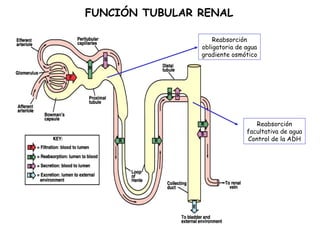 FUNCIÓN TUBULAR RENAL

                    Reabsorción
                obligatoria de agua
                gradiente osmótico




                                  Reabsorción
                               facultativa de agua
                               Control de la ADH
 
