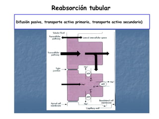Reabsorción tubular

Difusión pasiva, transporte activo primario, transporte activo secundario)
 