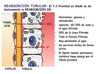REABSORCIÓN TUBULAR: El T.C.Proximal es donde se da
basicamente la REABSORCIÓN DE:

                                 •   Nutrientes: glucosa y
                                     aminoácidos
                                 •   Aproxim. 65-70% de sales y
                                     el agua filtrada
                                 •   50% de la Urea Filtrada
                                 •   Todo el Potasio Filtrado
                                 •   Muy permeable al agua
                                 •   Se secretan ácidos de forma
                                     activa
                                 •   El líquido tubular permanece
                                     isotónico luego pasaje por el
                                     túbulo proximal


CAPILAR   TÚBULO
 