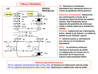 TUBULO PROXIMAL
                                                                            Na+ Atraviesa la membrana
   LUZ                                                        ESPACIO       basolateral por transporte activo en
                                                              PERITUBULAR   contra de gradiente electroquímico
                             +     12 mEq
 140 mEq          SGLT1
                           Na                         GLT1
                                                      GLUT2                 Glucosa y aminoácidos: reabsorción
                           Glucosa                                          por cotransporte a través de la
                           Na+                                 3 Na+        membrana apical (luminal) del epitelio
                           aa           2 K+                                tubular. Este transporte activo
                           2 Na+          K+                                depende del gradiente de sodio que
                           HPO42-                                           existe a ambos lados de la membrana
                   AQP1                   H 2O        AQP1                  celular
                                                                            Fosfatos: reabsorción por cotransporte
                                      H2O                                   activo desde la luz tubular. La salida de
                                      Cl- K+                                fosfato es por difusión pasiva
                            Na+                                  Na+        K+: difusión pasiva y cotransporte
HCO3- + H+                        H+ + HCO3-                     3 HCO3-    con cloruro en la membrana
    ↕                                 ↕                                     basolateral
  H2CO3                             H2CO3
                                                                            HCO3 - : la anhidrasa carbónica
    ↓        AC                       ↑          AC
H2O + CO2                         CO2 + H2O
                                                                            favorece la formación de HCO3 - .
                                                                            La reabsorción se vincula con la
                                                               3 Na+
                                            2 K+                            secreción de H+ hacia la luz
                                                                            tubular (intercambiador Na/H)


                                                   Balance glomérulo tubular
     Ph en capilares peritubulares baja y Ponc alta: se favorece la reabsorción neta de sodio
     Ph en capilares peritubulares alta y Ponc baja: disminuye la reabsorción neta de sodio
 