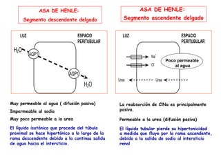 ASA DE HENLE:                           ASA DE HENLE:
       Segmento descendente delgado                Segmento ascendente delgado


    LUZ                        ESPACIO            LUZ                                 ESPACIO
                               PERITUBULAR                                            PERITUBULAR
 H2O
          AQP1                                                 Na
                                                                        +
                                                                                              +
                                                                               Poco permeable
                                                                                          3 Na
                                                                    -             +
                                                               Cl              2 K al agua

                            AQP1
                                                Urea                    Urea
                                   H2O

Muy permeable al agua ( difusión pasiva)        La reabsorción de ClNa es principalmente
Impermeable al sodio                            pasiva.

Muy poco permeable a la urea                    Permeable a la urea (difusión pasiva)

El líquido isotónico que procede del túbulo     El líquido tubular pierde su hipertonicidad
proximal se hace hipertónico a lo largo de la   a medida que fluye por la rama ascendente,
rama descendente debido a la continua salida    debido a la salida de sodio al intersticio
de agua hacia el intersticio.                   renal
 