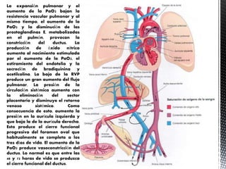 La expansión pulmonar y el
aumento de la PaO2 bajan la
resistencia vascular pulmonar y al
mismo tiempo, el aumento de la
PaO2 y la disminución de las
prostaglandinas E, metabolizadas
en el pulmón, provocan la
constricción del ductus. La
producción de óxido nítrico
aumenta al nacimiento estimulada
por el aumento de la PaO2, el
estiramiento del endotelio y la
secreción de bradiquinina y
acetilcolina. La baja de la RVP
produce un gran aumento del flujo
pulmonar. La presión de la
circulación sistémica aumenta con
la eliminación del sector
placentario y disminuye el retorno
venoso sistémico. Como
consecuencia de esto, aumenta la
presión en la aurícula izquierda y
que baja la de la aurícula derecha.
Esto produce el cierre funcional
progresivo del foramen oval que
habitualmente se completa a los
tres días de vida. El aumento de la
PaO2 produce vasoconstricción del
ductus. Lo normal es que entre las
48 y 72 horas de vida se produzca
el cierre funcional del ductus.
 