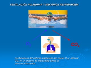 O2 CO2
VENTILACIÓN PULMONAR Y MECÁNICA RESPIRATORIA
Las funciones del sistema respiratorio son captar O2 y eliminar
CO2 en un proceso de intercambio desde el
aire a la mitocondria
 