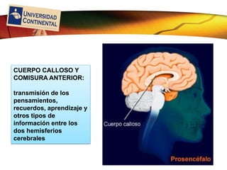 LOGO
CUERPO CALLOSO Y
COMISURA ANTERIOR:
transmisión de los
pensamientos,
recuerdos, aprendizaje y
otros tipos de
información entre los
dos hemisferios
cerebrales
 