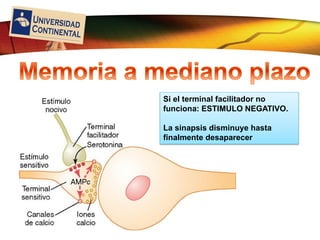 LOGO
Si el terminal facilitador no
funciona: ESTIMULO NEGATIVO.
La sinapsis disminuye hasta
finalmente desaparecer
 
