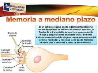 LOGO
Si un estimulo nocivo excita el terminal facilitador al
mismo tiempo que se estimula el terminal sensitivo, la
fluidez de la transmisión se vuelve progresivamente
mayor, y seguirá siendo alta hasta unas 3 semanas
incluso sin necesidad de ninguna nueva estimulación del
terminal facilitador y hace que la vía quede facilitada
durante días o semanas a partir de ese momento.
 