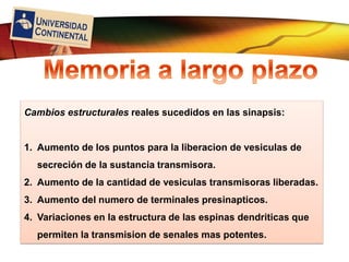 LOGO
Cambios estructurales reales sucedidos en las sinapsis:
1. Aumento de los puntos para la liberacion de vesiculas de
secreción de la sustancia transmisora.
2. Aumento de la cantidad de vesiculas transmisoras liberadas.
3. Aumento del numero de terminales presinapticos.
4. Variaciones en la estructura de las espinas dendriticas que
permiten la transmision de senales mas potentes.
 