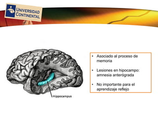 LOGO
• Asociado al proceso de
memoria
• Lesiones en hipocampo:
amnesia anterógrada
• No importante para el
aprendizaje reflejo
 