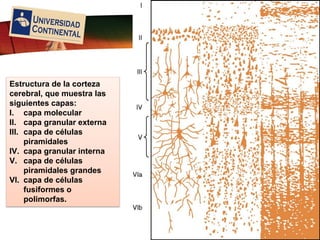 LOGO
Estructura de la corteza
cerebral, que muestra las
siguientes capas:
I. capa molecular
II. capa granular externa
III. capa de células
piramidales
IV. capa granular interna
V. capa de células
piramidales grandes
VI. capa de células
fusiformes o
polimorfas.
 