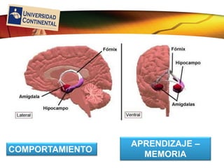 LOGO
COMPORTAMIENTO
APRENDIZAJE –
MEMORIA
 