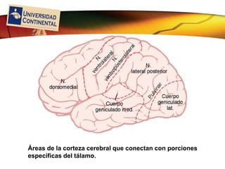 LOGO
Áreas de la corteza cerebral que conectan con porciones
específicas del tálamo.
 