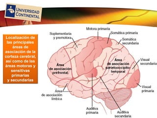 LOGO
Localización de
las principales
áreas de
asociación de la
corteza cerebral,
así como de las
áreas motoras y
sensitivas
primarias
y secundarias
 
