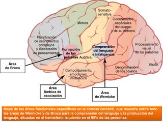 LOGO
Mapa de las áreas funcionales específicas en la corteza cerebral, que muestra sobre todo
las áreas de Wernicke y de Broca para la comprensión del lenguaje y la producción del
lenguaje, situadas en el hemisferio izquierdo en el 95% de las personas.
 