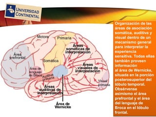 LOGO
Organización de las
áreas de asociación
somática, auditiva y
visual dentro de un
mecanismo general
para interpretar la
experiencia
sensitiva. Todas ellas
también proveen
información
al área de Wernicke,
situada en la porción
posterosuperior del
lóbulo temporal.
Obsérvense
asimismo el área
prefrontal y el área
del lenguaje de
Broca en el lóbulo
frontal.
 