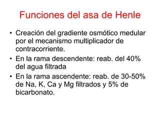 Funciones del asa de Henle Creación del gradiente osmótico medular por el mecanismo multiplicador de contracorriente. En la rama descendente: reab. del 40% del agua filtrada En la rama ascendente: reab. de 30-50% de Na, K, Ca y Mg filtrados y 5% de bicarbonato. 