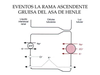 EVENTOS LA RAMA ASCENDENTE GRUESA DEL ASA DE HENLE  