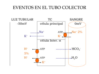 EVENTOS EN EL TUBO COLECTOR LUZ TUBULAR TC   SANGRE   -50mV     célula principal   0mV   Na + ATP   Na +  2%   K + K +   célula Inter.     H +   ATP     HCO 3 -   5%   H +   ATP   H 2 O   K + 